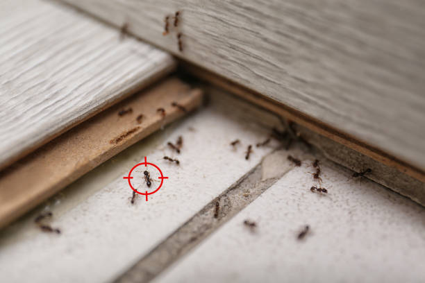 Best Termite Control Services  in Muldraugh, KY