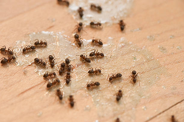 Best Emergency Pest Control  in Muldraugh, KY